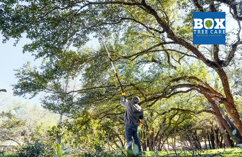 Box Tree Care professional tree service